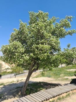 V Göreme Open Air Museu to nádherně voní jasmíny a šeříky. 